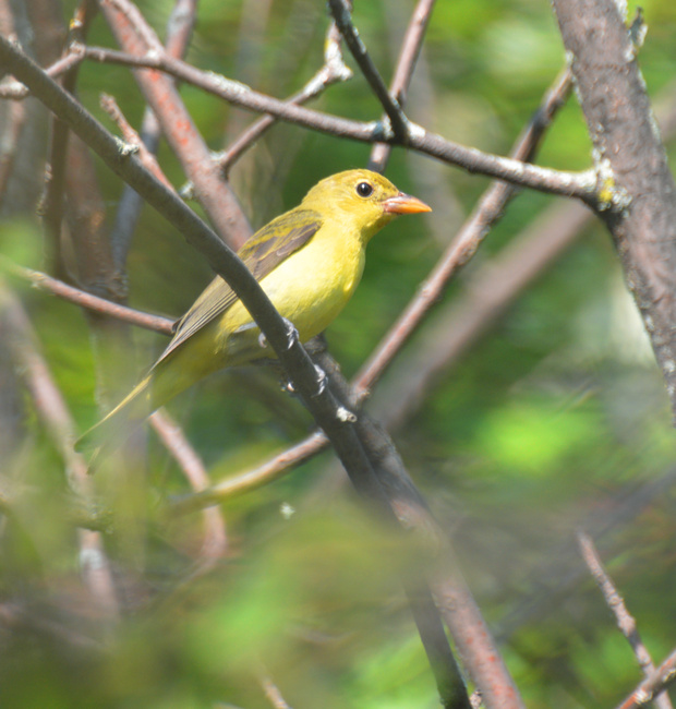 [Female Scarlet Tanager]