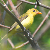 [Female Scarlet Tanager]