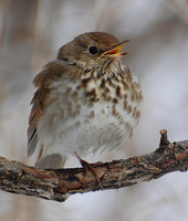[Hermit Thrush]