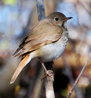 [Hermit Thrush]
