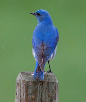 [Mountain Bluebird]