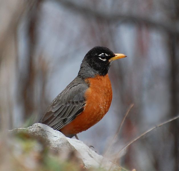 [American Robin]