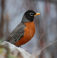 [American Robin]