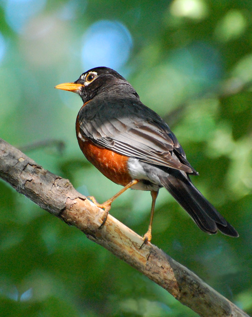 [American Robin]