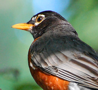 [American Robin]