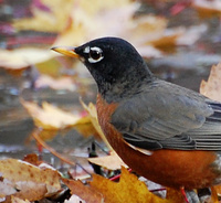 [Autumn Robin]