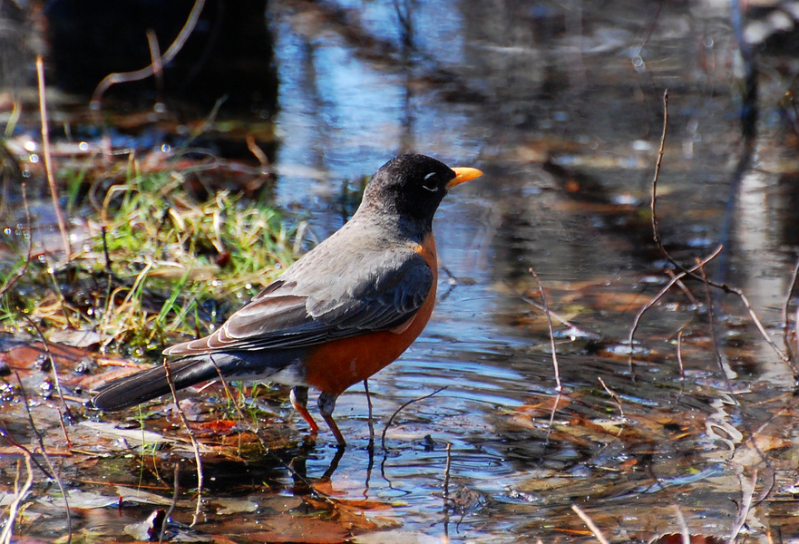 [Wetland Robin]