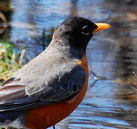 [Wetland Robin]