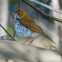 [Wood Thrush]