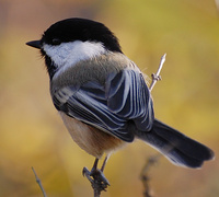 [Autumn Chickadee]