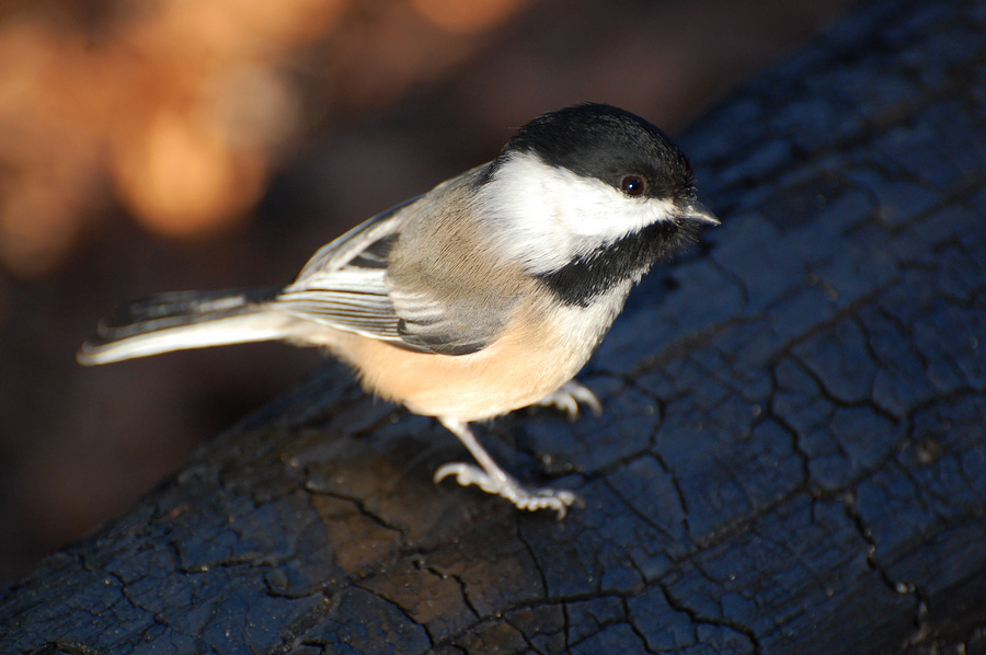 [Black-Capped Chickadee]