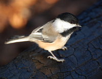 [Black-Capped Chickadee]