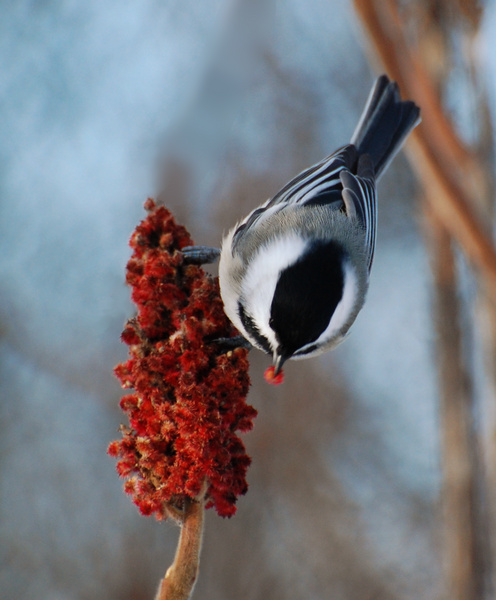 [Chickadee In Sumac]