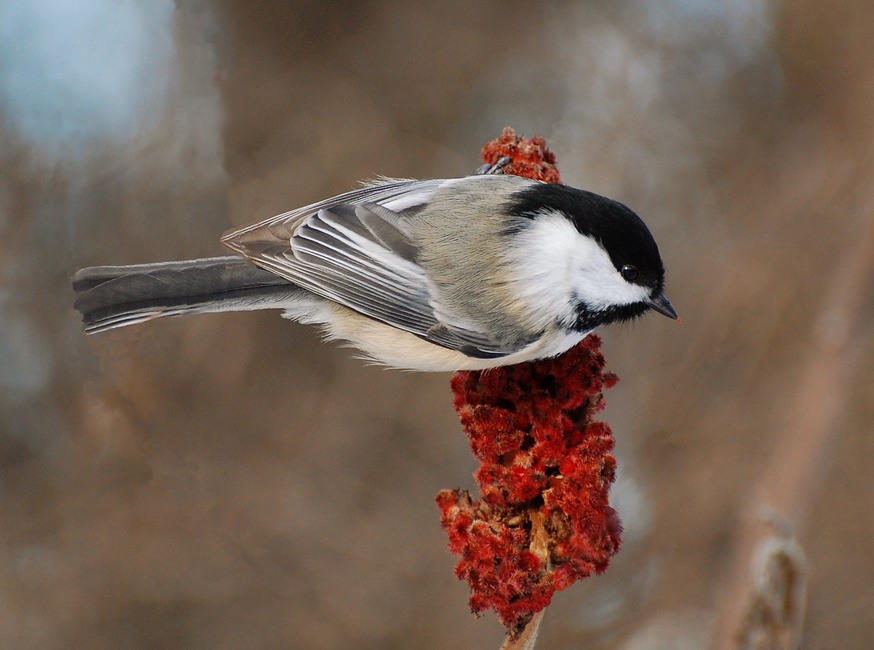 [Chickadee in Sumac]