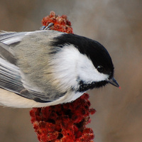 [Chickadee in Sumac]