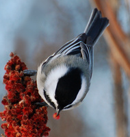 [Chickadee In Sumac]