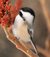 [Sumac Buffet]