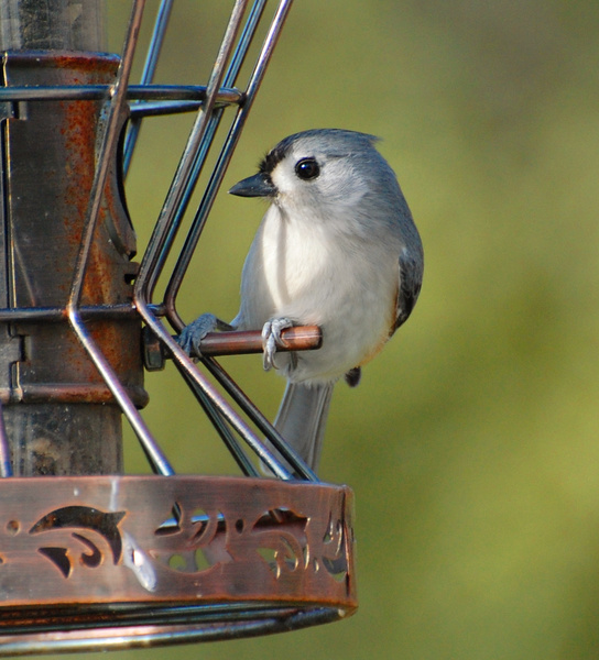 [Tufted Titmouse]