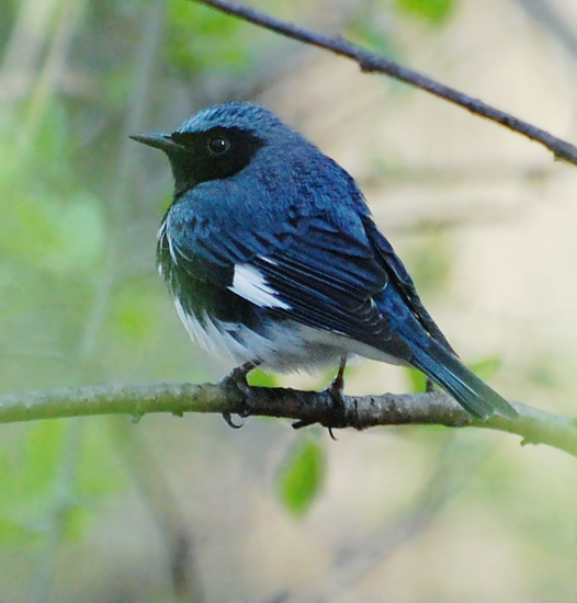 [Black-Throated Blue Warbler]