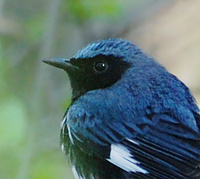 [Black-Throated Blue Warbler]