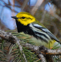[Black-Throated Green Warbler]