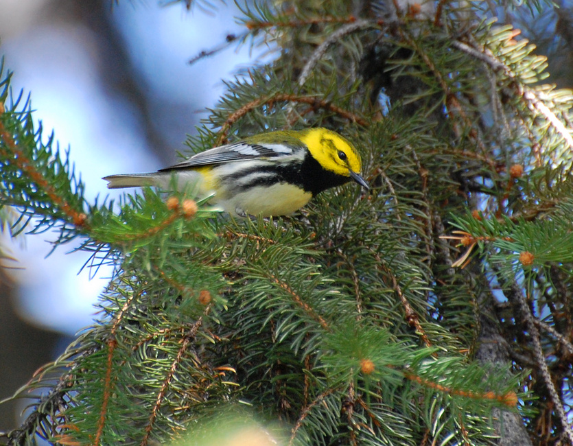 [Black-Throated Green Warbler]