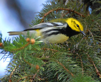 [Black-Throated Green Warbler]