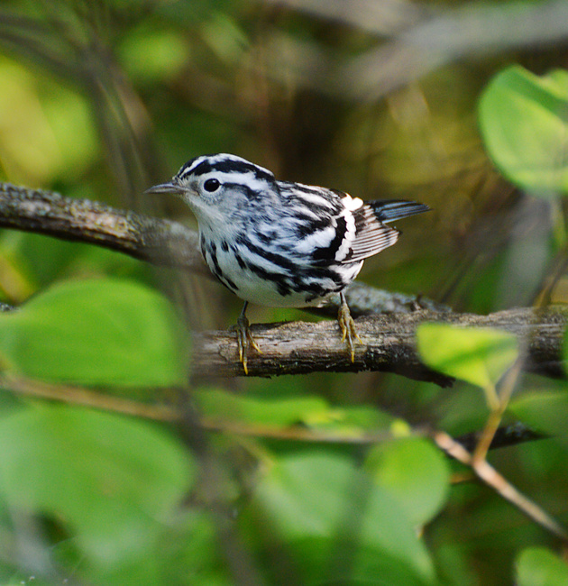 [Black-and-White Warbler]