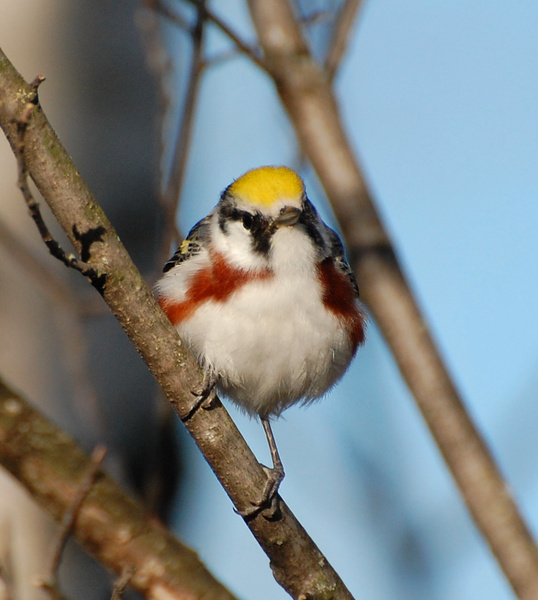 [Chestnut-Sided Warbler]