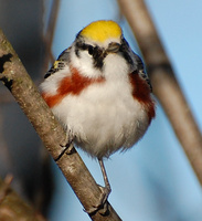 [Chestnut-Sided Warbler]