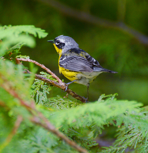 [Magnolia Warbler]