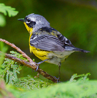 [Magnolia Warbler]