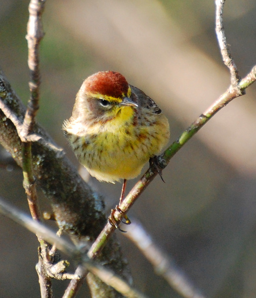 [Palm Warbler]