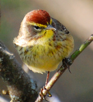 [Palm Warbler]