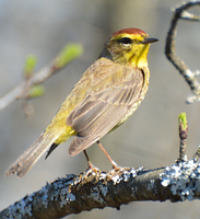 [Palm Warbler]