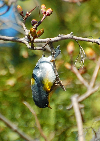 [Dangling]