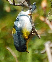 [Dangling]