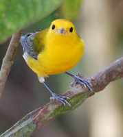 [Prothonotary Warbler]