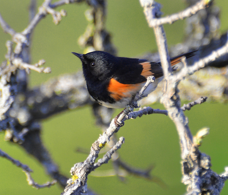 [American Redstart]