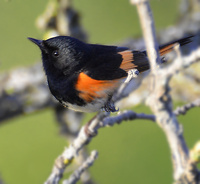 [American Redstart]