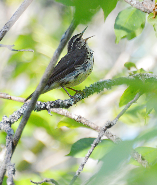 [Northern Waterthrush]
