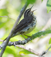 [Northern Waterthrush]