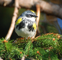 [Yellow-Rumped Warbler]