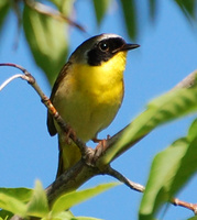 [Common Yellowthroat]
