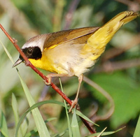 [Common Yellowthroat]
