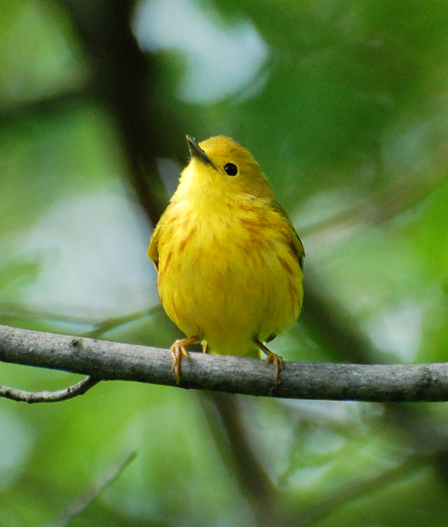 [Yellow Warbler]