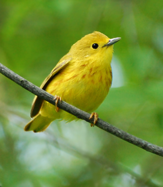 [Yellow Warbler]