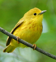 [Yellow Warbler]