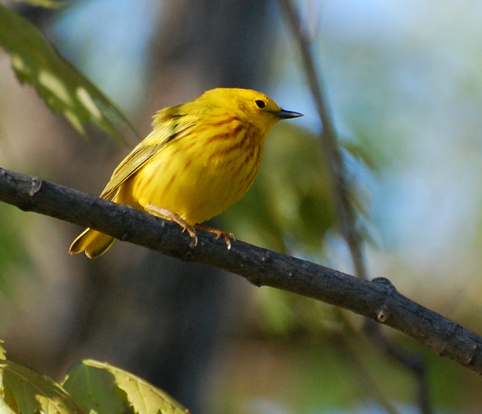 [Yellow Warbler]