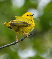 [Yellow Warbler]